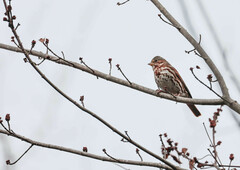 Passerella iliaca iliaca