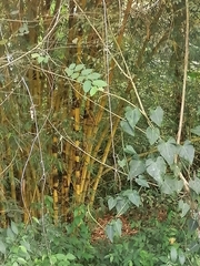 Bambusa vulgaris