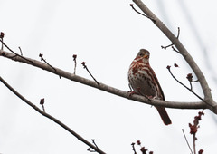 Passerella iliaca iliaca