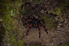 Megaphobema mesomelas