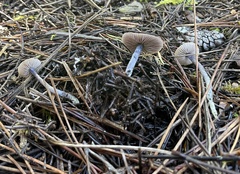 Nitida