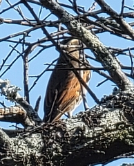Turdus eunomus