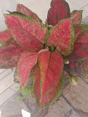Aglaonema commutatum