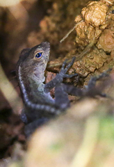 Anolis gundlachi