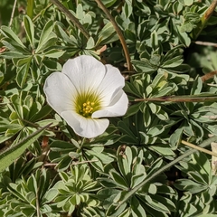 Oxalis enneaphylla