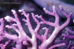 Stylaster roseus