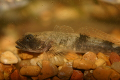 Cottus bairdii