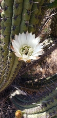 Trichocereus chiloensis