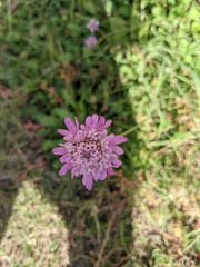 Sixalix atropurpurea