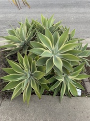 Agave