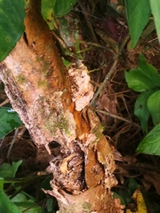 Fuscoporia gilva