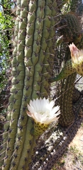 Trichocereus chiloensis