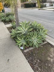 Agave