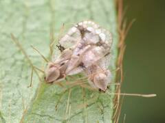 Stephanitis pyrioides