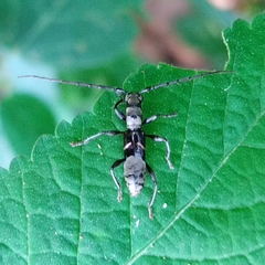Cycnidolon obliquum