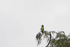 Forpus crassirostris