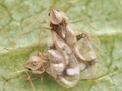 Stephanitis pyrioides