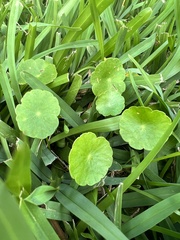 Hydrocotyle umbellata