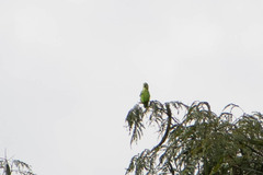 Forpus crassirostris