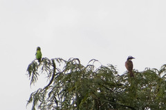 Forpus crassirostris