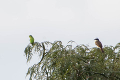 Forpus crassirostris