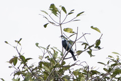 Gymnoderus foetidus
