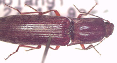 Paracrepidomenus filiformis