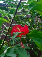 Hibiscus rosa-sinensis