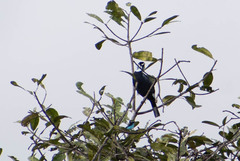 Gymnoderus foetidus
