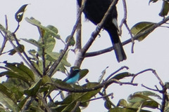 Dacnis lineata