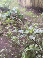 Ocimum campechianum