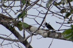 Melanerpes cruentatus