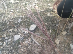 Bothriochloa ischaemum