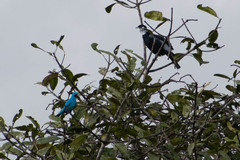Cotinga maynana