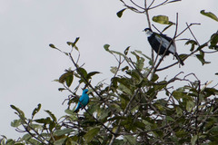 Cotinga maynana