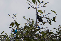 Cotinga maynana