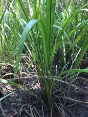 Zizaniopsis miliacea