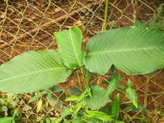 Calathea lutea