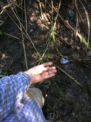 Zizaniopsis miliacea