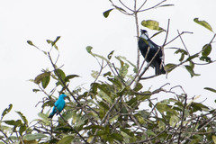 Cotinga maynana