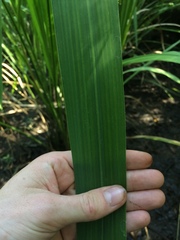 Zizaniopsis miliacea