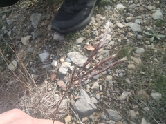 Bothriochloa ischaemum