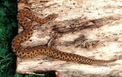 Vipera aspis zinnikeri
