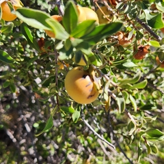 Diospyros intricata