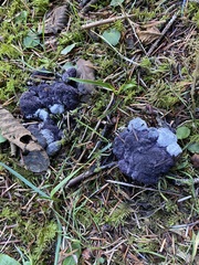 Nectriopsis violacea