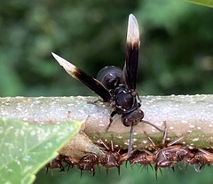 Parachartergus apicaloides