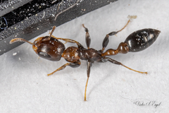 Pseudomyrmex ejectus