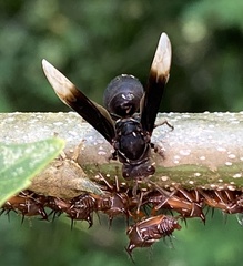Parachartergus apicaloides