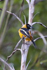 Icterus icterus