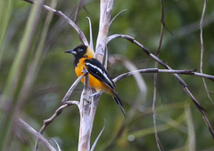 Icterus icterus